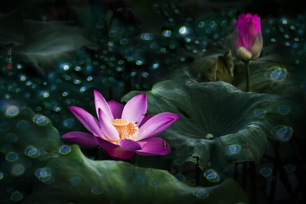 Обои Lotus, цветок, лотосы, водоём, цветы, красивые цветы, красивый цветок, флора, лотос, водяная красавица