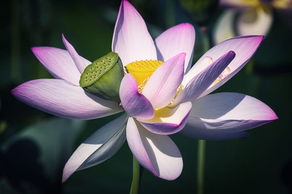Обои Lotus, водоём, цветок, лотос, флора, красивые цветы, лотосы, красивый цветок, водяная красавица, цветы