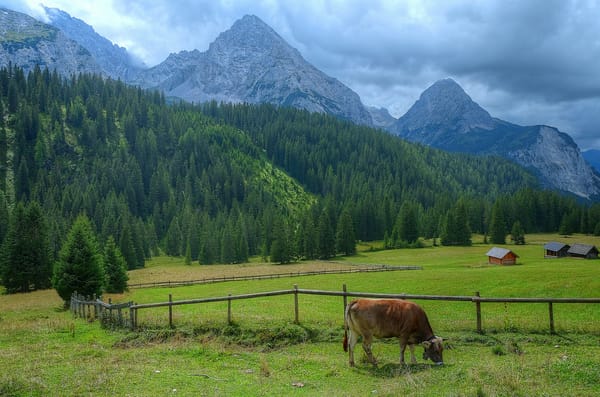 Обои Austrian Alps, поля, Ehrwald, Austria, Австрия, Австрийские Альпы-Эрвальд, пейзаж, горы, природа, пастбище, коровы