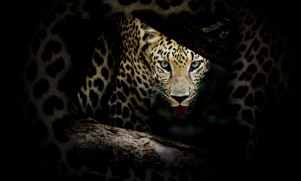 Обои Leopard portrait, леопард, семейства кошачьих, животное, хищник