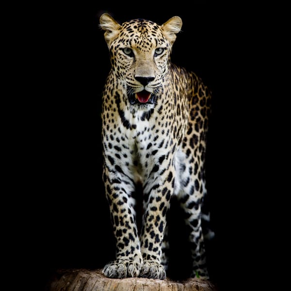 Обои Leopard portrait, леопард, семейства кошачьих, хищник, животное