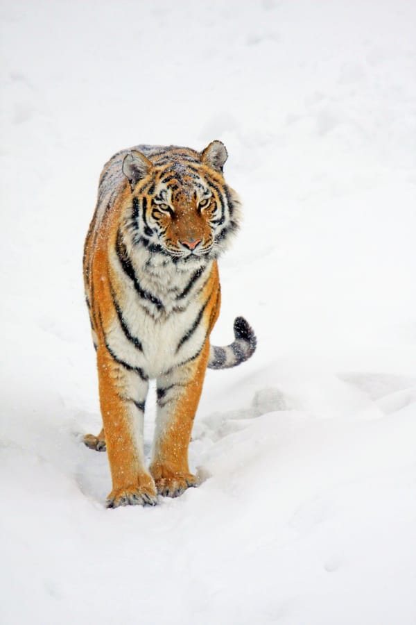Обои tiger, тигр, взгляд, снег