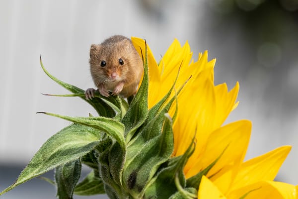 Обои мышь-малютка, Harvest Mouse, макро, подсолнух