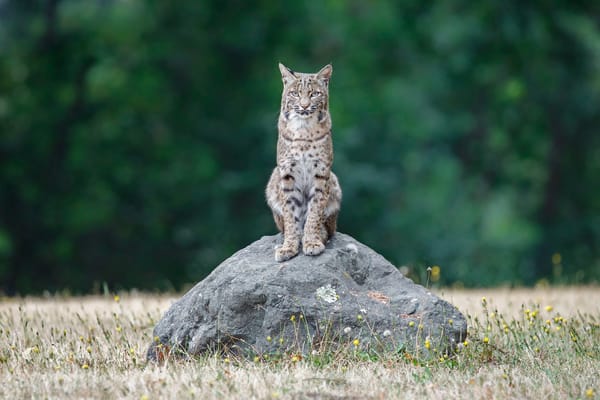 Обои рыжая рысь, Lynx Rufus, USA, California, bobcat