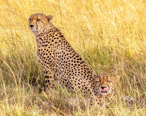 Обои гепарды, Kenya, brothers, cheetah, Maasai Mara