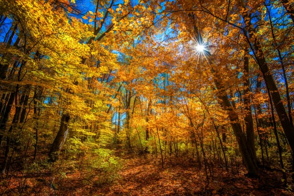 Обои осень, солнечные лучи, природа, деревья, пейзаж, листва, лес, осенние краски