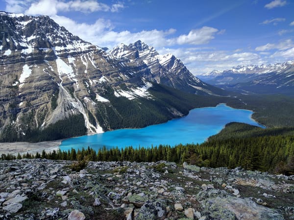 Обои Peyto Lake, лес, Banff National Park, озеро, пейзаж, горы, деревья, Canadian Rockies