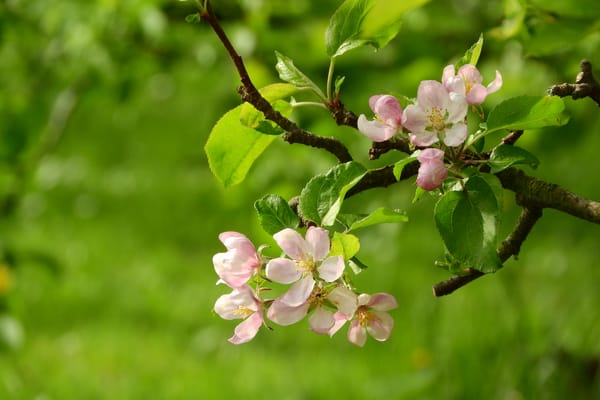 Обои apple blossom, флора, весна, цветение, цветущая ветка, цветущая яблоня, цветы