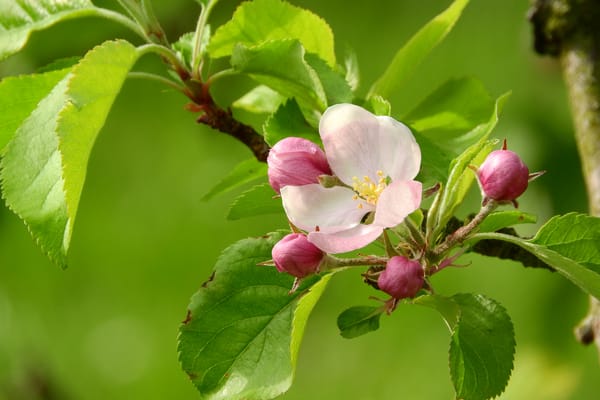 Обои apple blossom, цветение, флора, цветы, весна, цветущая ветка, цветущая яблоня
