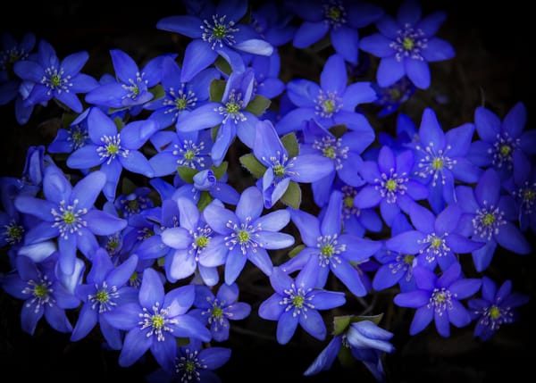 Обои Anemone Hepatica, цветение, цветы, цветочная композиция, флора