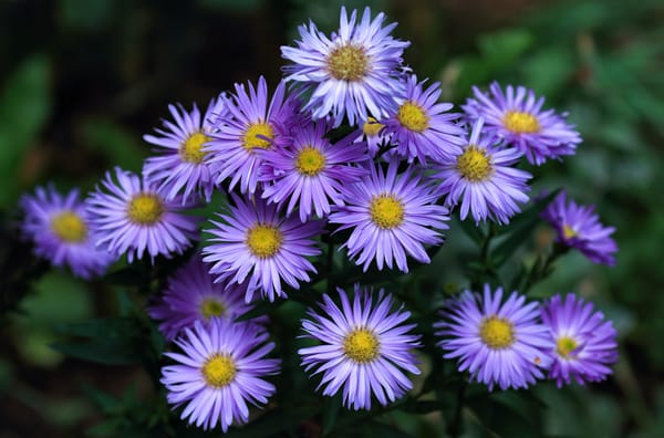 Обои Новобельгийская астра, цветы, флора, клумба, Aster novi-belgii