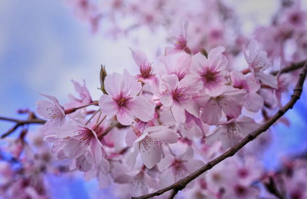 Обои весенняя природа, весна, цветы, Cherry Blossoms, цветение, ветка, sakura, флора, цветущая ветка