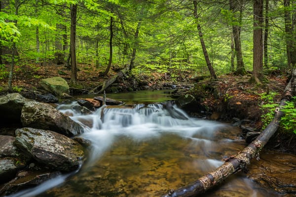 Обои Государственный парк Рикеттс Глен, пейзаж, природа, Pennsylvania, лес, Ricketts Glen State Park, деревья, течение, водопад, Пенсильвания, скалы