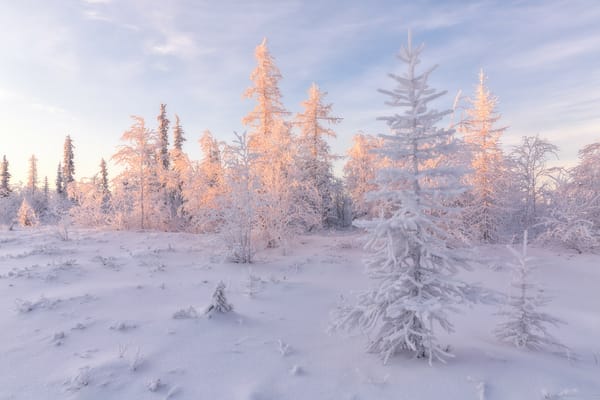 Обои Salekhard, лесотундра, снег, деревья, пейзаж, Russia зимняя тундра, сугробы