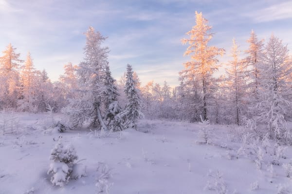 Обои Salekhard, лесотундра, снег, пейзаж, сугробы, Russia зимняя тундра, деревья