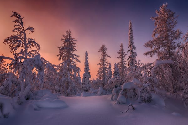 Обои Salekhard, Russia, лесотундра, деревья, сугробы, пейзаж, зима, зимняя тундра, снег, закат