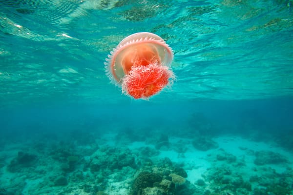 Обои море, яркая, медуза, филиппины, течение, Dimakya Island