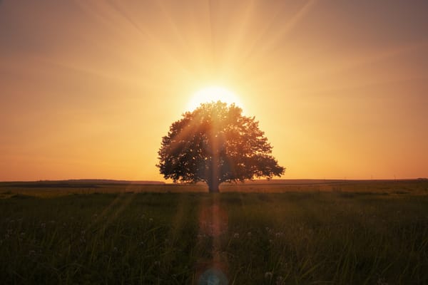 Обои природа, травой поле, волшебный восход солнца, красивая сцена, nature, одинокое дерево, magical sunrise, grass field, landscape, пейзаж, lonely tree, beautiful scene