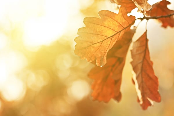 Обои красивая, дубовые листья, sunbeams, пейзаж, oak leaves, осень осин, Autumn trees, macro, landscape, nature, природа, макро, Fall Aspen Trees, Осенние деревья, India, beautiful, Индия, солнечные лучи