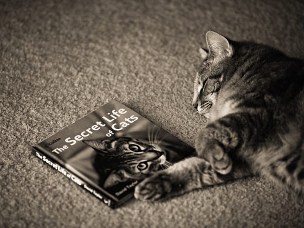 Обои котэ, спит, книга о котэ