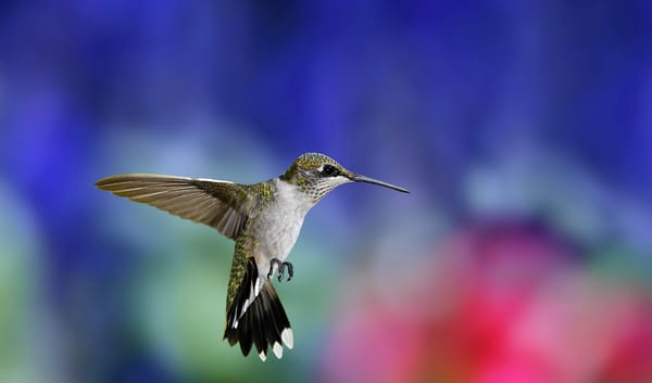 Обои Hummingbird, размытость, взмах, колибри, птица, полет, птичка, крылья, разноцветный