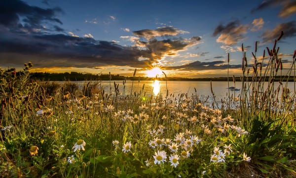 Обои цветы, озеро, West Yorkshire, ромашки, закат, Западный Йоркшир, St Aidan's RSPB, England, заповедник, Англия