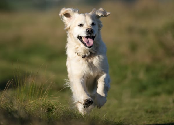 Обои Golden Retriever, Голден Ретривер, настроение