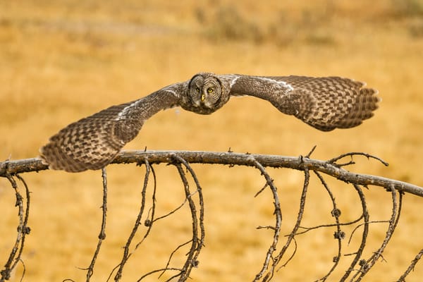 Обои сова, птица, Lapland Owl, Great Grey Owl, бородатая неясыть