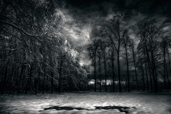Обои Black Forest, лес, облака, снег