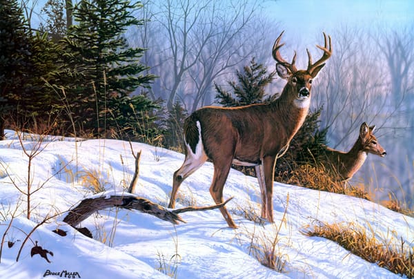 Обои Bruce Miller, On the Ridge, живопись, олени, животные, ель, зима, снег