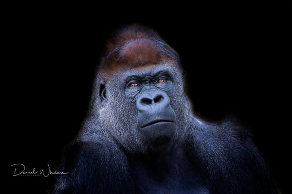 Обои природа, Western Lowland Gorilla, обезьяна