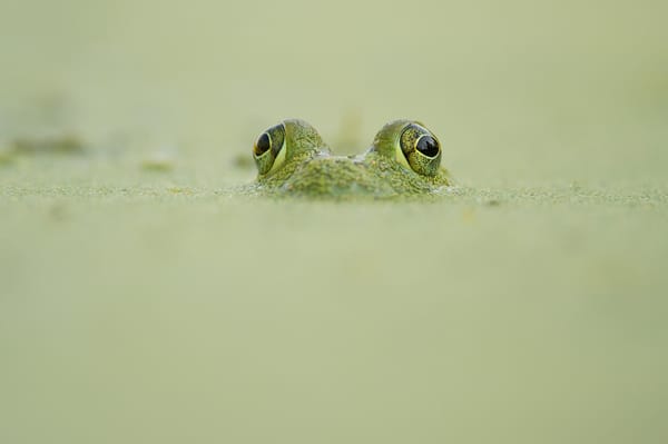 Обои looking out, wildlife, frog, camouflage