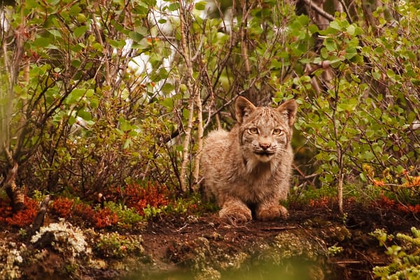 Обои cat, lynx, wildlife