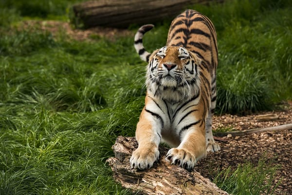 Обои grass, wood, lazy, tiger