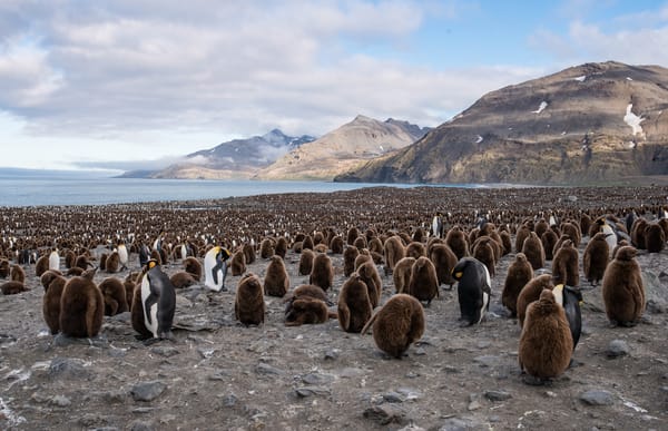 Обои South Georgia, Saint Andrews Bay, King Penguin