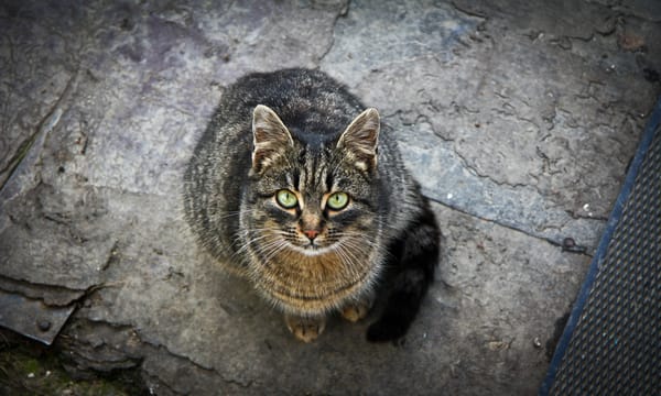 Обои кошка, взгляд, Кот, зелёные глаза