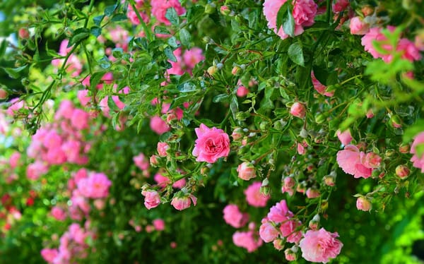 Обои Кусты, Розовые розы, Pink roses