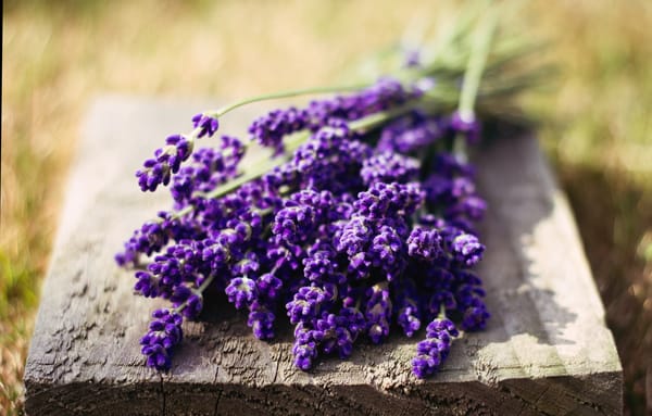 Обои макро, фиолетовый, природа, цветочки, насыщенный, flower, лаванда, зелень, цветы, размытие