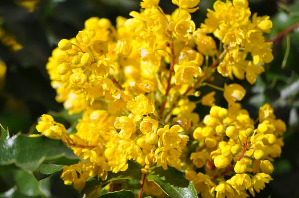 Обои Весна, Цветение, Yellow flowers, Flowering, Жёлтые цветочки, Mahonia, Магония, Spring