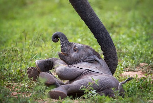 Обои слон, Baby Elephant, слонёнок, Zambia, African Wildlife