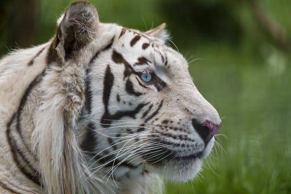 Обои белый тигр, голубые глаза, ©Tambako The Jaguar, морда, кошка, взгляд