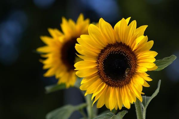 Обои Sunflower, подсолнухи, лепестки