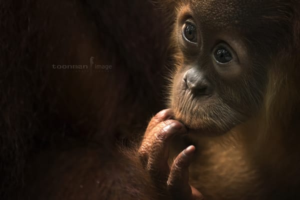 Обои Baby Orang Utan, обезьяна, взгляд