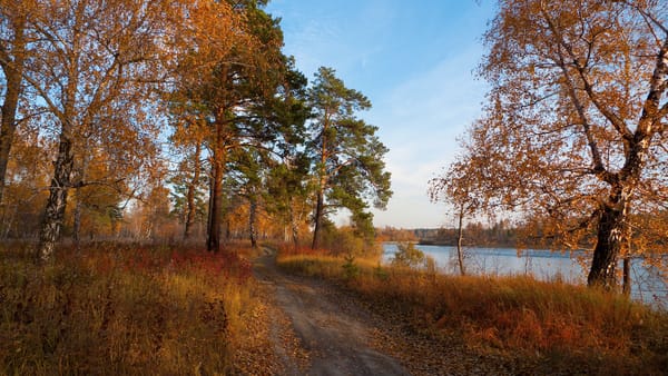 Обои Autumn, autumn mood, trees, river, forest, trace, fallen leafs