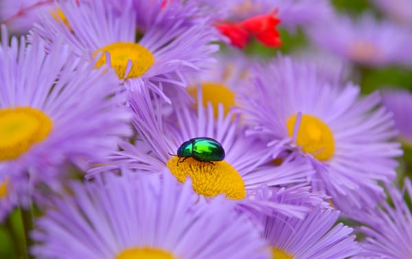 Обои Макро, Жук, Flowers, Purple Flowers, Сиреневые цветы, Asters, Macro, Астры