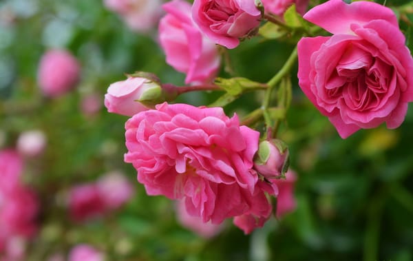 Обои Розовая роза, Боке, Bokeh, Pink roses