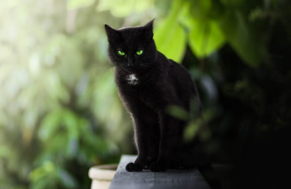 Обои боке, зелёные глаза, кошка, взгляд, чёрная кошка