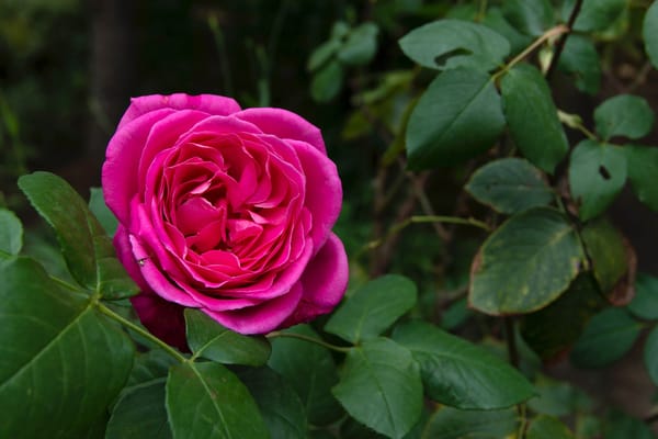 Обои Pink rose, Роза, Rose, Розовая роза