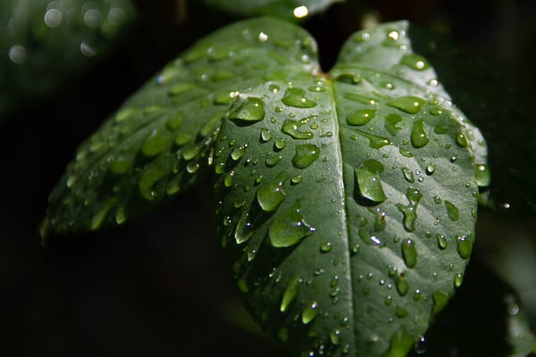Обои Green leaves, Зелёные листья, Macro, Капли, Макро, Drops