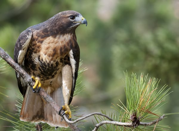 Обои Краснохвостый сарыч (Buteo jamaicensis), лес, ветка, взгляд